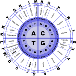 Amino acids