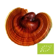 Phoenix Origin Bio Reishi Pilzpulver – 100 g