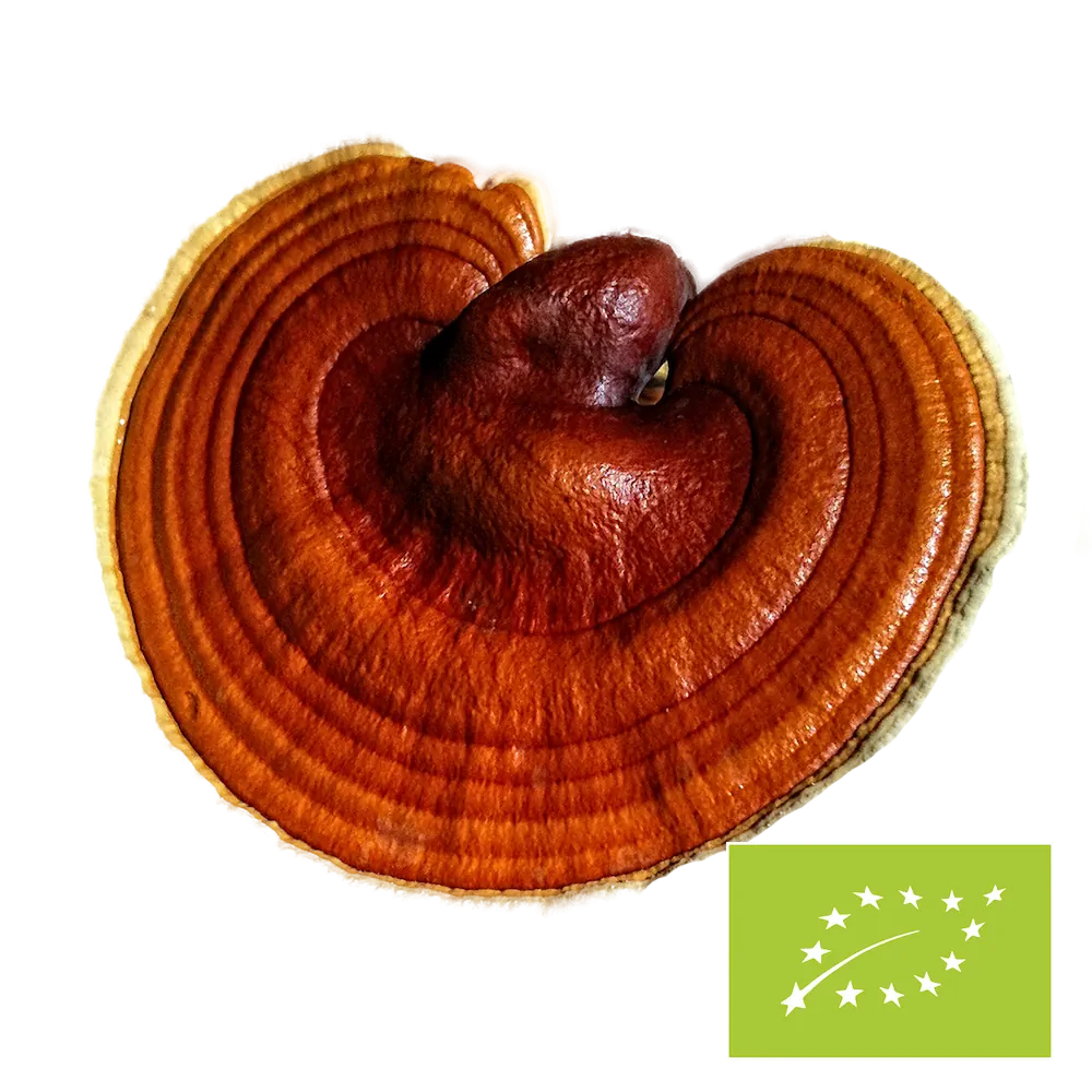 Natura Med Biologische Reishi paddenstoel poeder – 100 g
